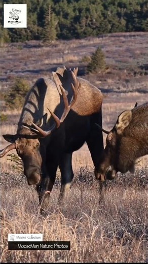 Giant Moose Feasting in Golden Field! #alaska #wildlife #moose