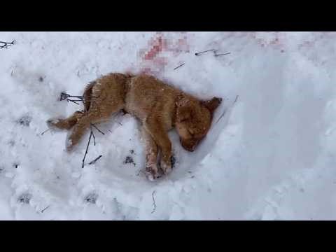 Abandoned In The Wild And Attacked By Wolves, The Puppy Survived And Now Has A Loving Home...