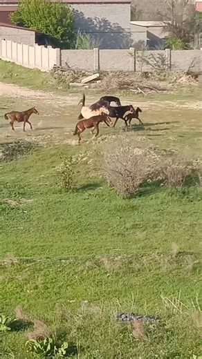 Natural Behavior: Horses Playing Freely