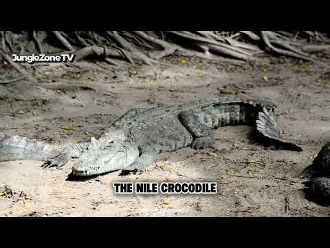 The Nile Crocodile: Africa’s Silent River Killer! | Deadliest Ambush Predator Documentary
