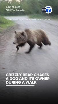 Grizzly bear chases dog, owner during walk