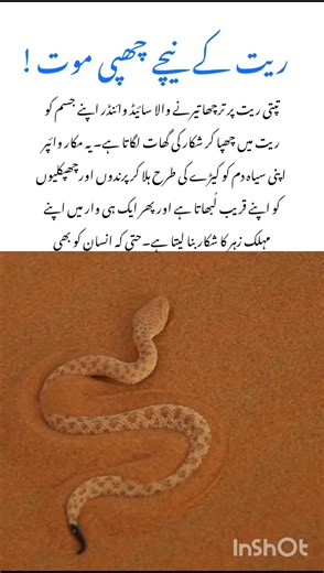 Deadly Desert Snake Animal #snake #naturefacts #wildlife #nature #shorts
