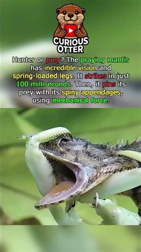 Can you react faster than a Mantis? 🦗⚡ #shorts #challenge