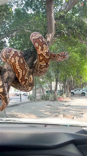 Big snake on Tree ? #snake #vfx #nagin