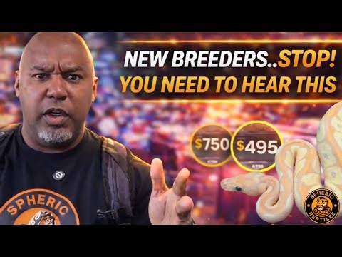 2026 Ball Python: What Breeders Told Me That New Breeders NEED to Hear 