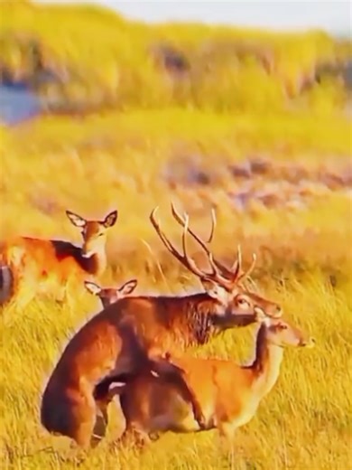 Meet Incredible Red Deer and Other Animals