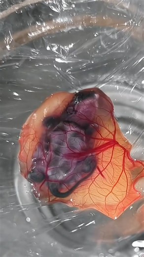 Can Baby Turtles Grow Outside Their Egg? #goodtoknow #vet #medicine #educational #funfacts #survival