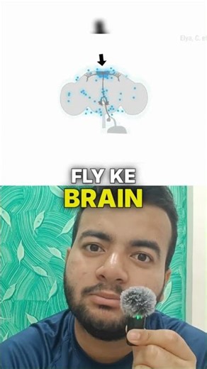 How a Fungus Turns Flies into “Zombies”