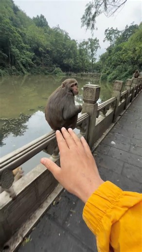 🐵 So Calm It Doesn't Even Seem Like a Monkey! 😲😂