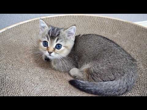 Cute kitten trying to get a cat that's about to go to sleep to play with it…