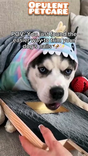 Stress-Free Dog Nail File Board – Self-Filing Scratch Pad for Nail Care