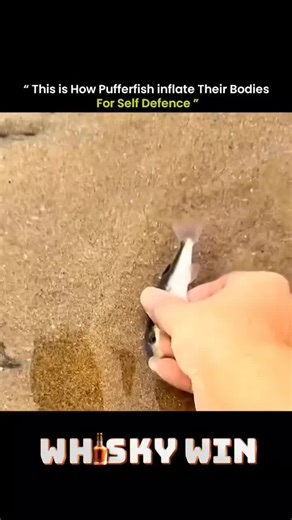 Sea of Specters - | HAUNTED OCEAN MYSTERIES | on Instagram: "Pufferfish may look cute, but they have one of the ocean’s most **iconic defense mechanisms**. 🐡 When threatened, they **inflate their bodies** to several times their normal size, transforming from a small, vulnerable fish into a spiky, intimidating ball. This sudden expansion confuses predators and makes swallowing them nearly impossible. The process starts when the pufferfish rapidly gulps water — or sometimes air if out of water —