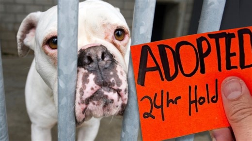 Sweet Bulldog locked in crate 5 years gets family! 🥹❤️ Animal Friends of the Valleys | Rocky Kanaka