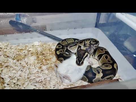 Ball Python Feeding - Scaly Friends Reptile Rescue