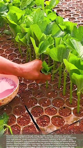 Plant Cutting Secrets: How to Get Strong Roots Faster and Easier #relaxing ##gardeningtips #garden