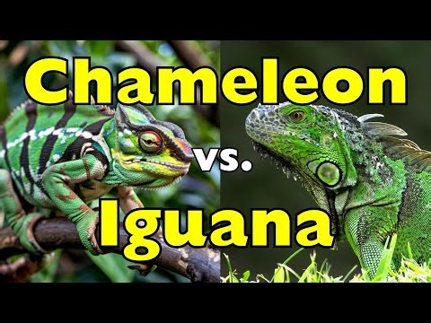 Chameleon vs Iguana: Who Would REALLY Survive in the Wild? [ID1003]