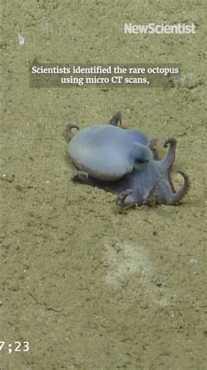 New octopus species just dropped
