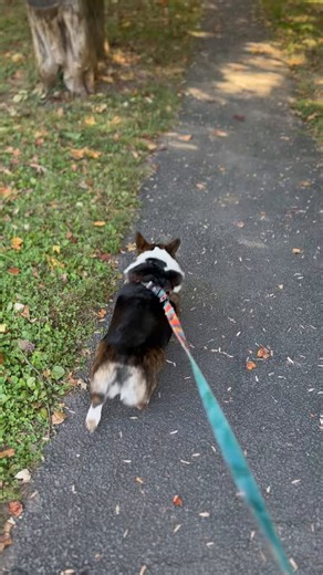 Pavlov’s Dog on X: "I’m back to whoring out my corgy Bella for views." / X