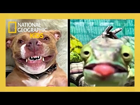 Howie Mandel's Animals Doing Things Full Episode | Pup Fiction 🐶 | ‪@natgeokids