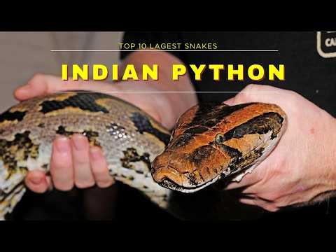 Indian Python Size and Strength in the Wild (Top 10 Biggest Snakes #7)