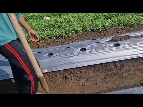 CREATIVE FARMING TOOL MAKES DIGGING EFFORTLESS! - agricultural
