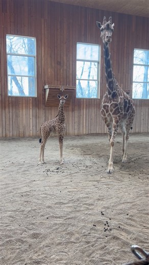 I finally got to go over and see the baby giraffe Okidi last week. So happy for her, the group, and the keepers! It’ll be fun watching her keep growing and becoming a hit outside when it warms up! It’s going to be a busy year in 2026 for the Detroit Zoo! #babygiraffe #zoo #Zoos #ZOOBABY #zookeeper #wherelifeconnects | Aaron Jesue