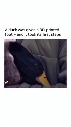 We Need This on Instagram: "Waddles the duck was born with a malformed left foot, which made it difficult for her to walk like other ducks. Her owner, musician Ben Weinman, contacted Derrick Campana from Bionic Pets, who designed a bright orange prosthetic using 3D printing technology. In the beginning, Waddles carefully adjusts to the new weight, but soon she takes her first steady steps. They are not perfect yet, but they clearly show her growing confidence and determination."