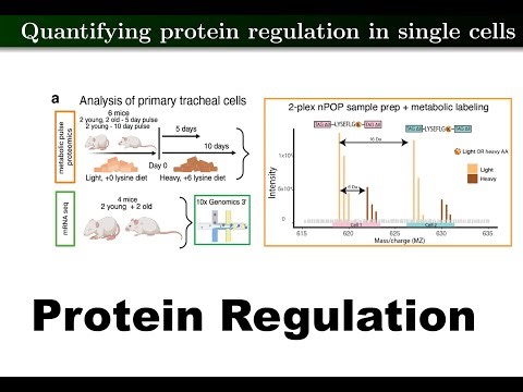 Principles of protein abundance regulation across single cells in a mammalian tissue