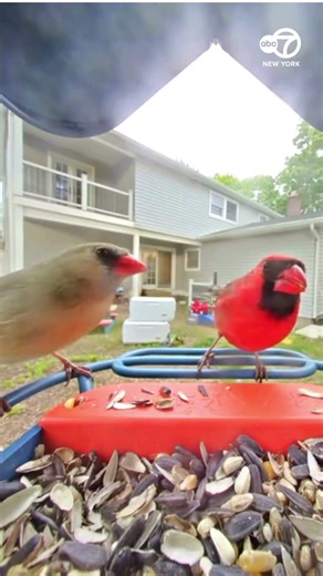 Love Birds