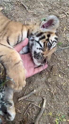 Tiger Cub Sleeping in forest 🌳🐯 Paradise of lions #lion #wildtv