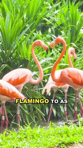 5 Insane Facts About Flamingo 🤯 #shorts