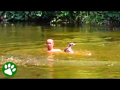 Hero Dives Into Strong Current to Rescue Baby Fawn 👏