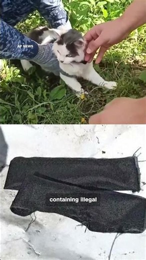 This cat was caught trying to smuggle drugs into a Russian prison