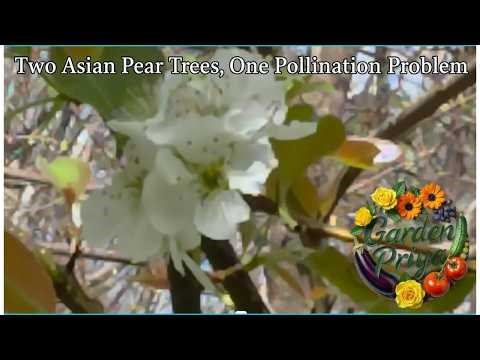 Two Asian Pear Trees, and One Pollination Problem