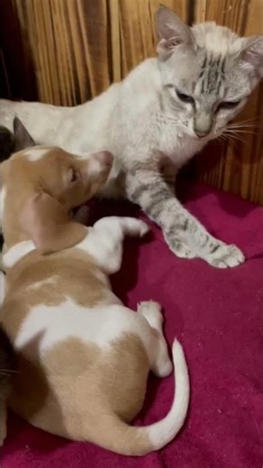 Dachshund Puppy Tries to Nurse From Adoptive Cat Mom
