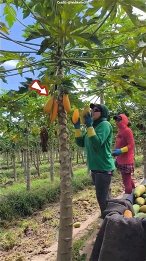 Why Ripe Papayas Are Thrown Away in Indonesia 😱🍈 #shots #facts