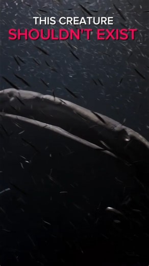 The Whale Shark — The Biggest Fish on Earth That Eats Plankton #facts