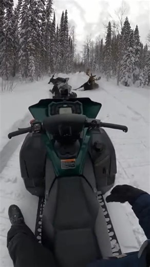 Moose Tramples Snowmobiler on Trail Fairbanks, Alaska — January 22, 2024 A recreational snowmobile outing in the Alaskan backcountry took a terrifying turn Monday when an aggressive moose charged and trampled one of the riders. The shocking encounter was captured in stunning first-person footage by another snowmobiler. The heart-stopping POV footage shows the massive moose standing in the middle of the groomed trail. As the first rider attempts to maneuver around the animal, the moose suddenly c