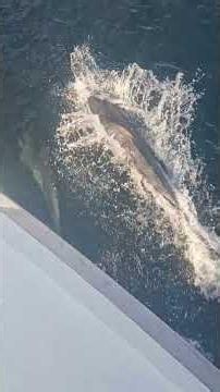 Playful Dolphins Leap Alongside Moving Boat