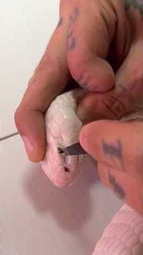 Removing an Eye Cap From an ANGRY Cobra 😬