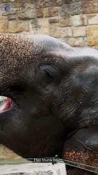 Herd's Desperate Defense Against Python Attack #wildlife #elephant #survival