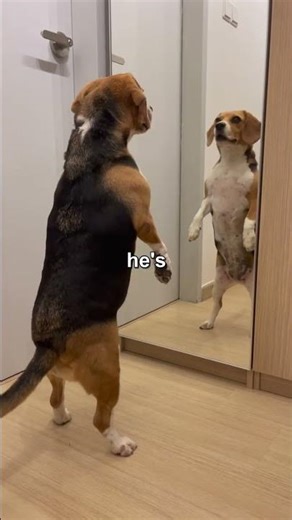 This beagle's mirror DANCE is absolutely perfect 🐶