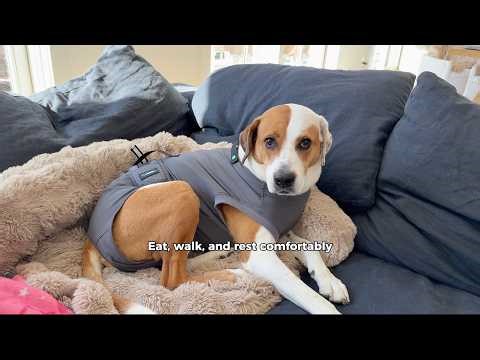 Pupcovery: How to Use a Dog Recovery Suit After Neutering or Spay Surgery, Cone Alternative Tutorial
