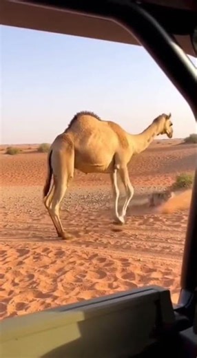 Camel Kicks Charging Wolf | Powerful Desert Defense #aicontent #animals
