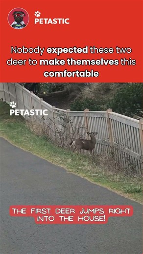 Deer Suddenly Jumps Into a House