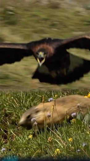 King of the Sky's Determination.. A Successful Hunt! 🦅 #shorts #wildlife #eagle