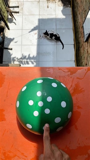 Experiment: Will a polka dot water balloon explode if dropped from a height?