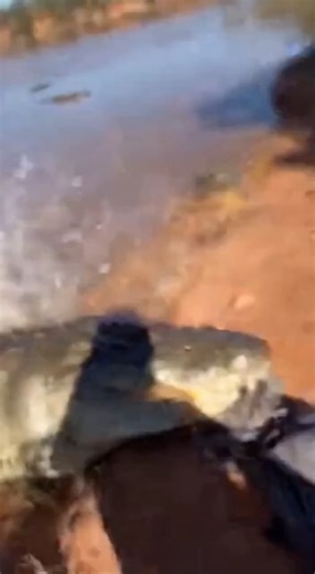 A tourist narrowly escaped death after being attacked by a large saltwater crocodile in Australia’s Northern Territory, an incident authorities say could easily have been fatal. The woman was attacked by a crocodile estimated to be around nine feet long while visiting a remote area known to be crocodile habitat. According to officials, the crocodile lunged without warning, grabbing the tourist and dragging her into the water. Witnesses described a chaotic struggle as the animal attempted to pull
