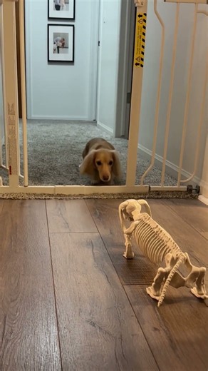 Dog Confused by Skeleton Halloween Decoration
