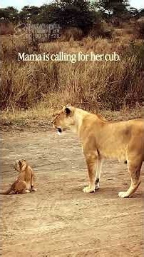 LISTEN... 🔊 This Little Lion Cub Has A Mind Of Her Own 🦁❤️